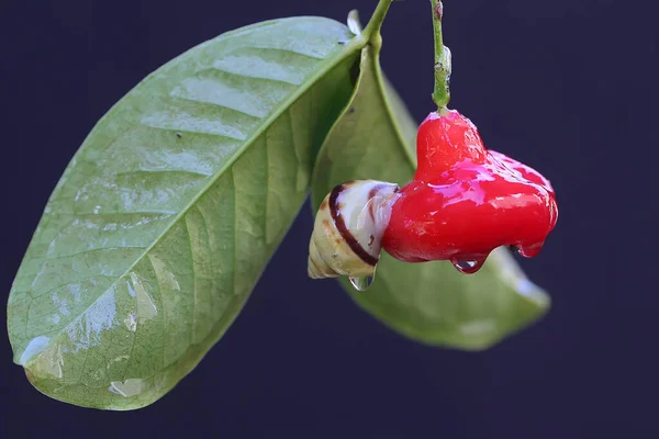 Egy Kis Csiga Élelmet Keres Egy Gyümölcsöző Almafa Ágán Puhatestű — Stock Fotó