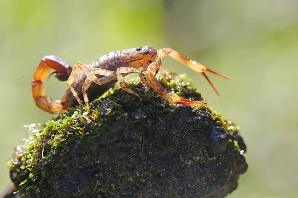 Ein Skorpion Sucht Auf Einem Kleinen Mit Moos Bewachsenen Felsen — Stockfoto