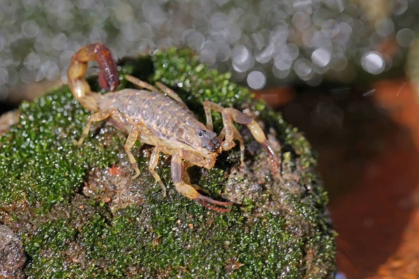Scorpion Looking Prey Small Rock Overgrown Moss Animals Prey Small — 图库照片