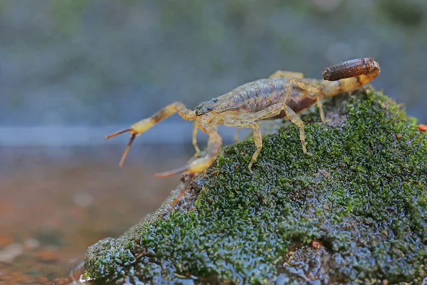 Scorpion Cherche Des Proies Sur Petit Rocher Recouvert Mousse Ces — Photo