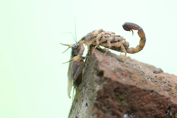 Mother Chinese Swimming Scorpion Holds Her Babies Protect Them Predators — Stock fotografie
