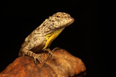 Uçan bir ejderha günlük aktivitelerine başlamadan önce güneşleniyor. Bir ağaçtan diğerine kayarak hareket eden bu sürüngenin bilimsel adı Draco Volans 'dır..