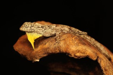 Uçan bir ejderha günlük aktivitelerine başlamadan önce güneşleniyor. Bir ağaçtan diğerine kayarak hareket eden bu sürüngenin bilimsel adı Draco Volans 'dır..