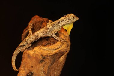 Uçan bir ejderha günlük aktivitelerine başlamadan önce güneşleniyor. Bir ağaçtan diğerine kayarak hareket eden bu sürüngenin bilimsel adı Draco Volans 'dır..