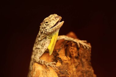 Uçan bir ejderha günlük aktivitelerine başlamadan önce güneşleniyor. Bir ağaçtan diğerine kayarak hareket eden bu sürüngenin bilimsel adı Draco Volans 'dır..