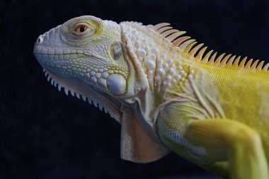Zarif duruşu olan sarı bir iguana (iguana iguana). Siyah arkaplan üzerine seçici odak.