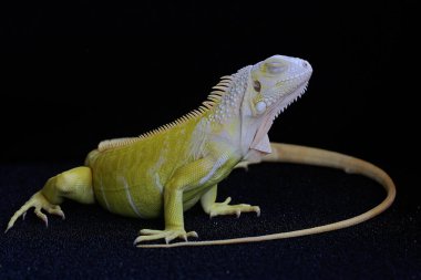 Zarif duruşu olan sarı bir iguana (iguana iguana). Siyah arkaplan üzerine seçici odak.