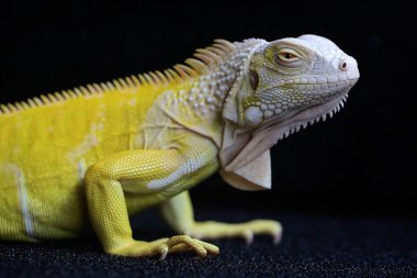 Zarif duruşu olan sarı bir iguana (iguana iguana). Siyah arkaplan üzerine seçici odak.