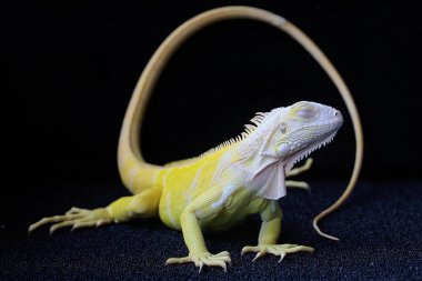 Zarif duruşu olan sarı bir iguana (iguana iguana). Siyah arkaplan üzerine seçici odak.