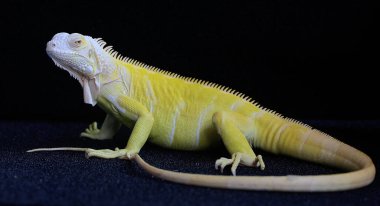 Zarif duruşu olan sarı bir iguana (iguana iguana). Siyah arkaplan üzerine seçici odak.