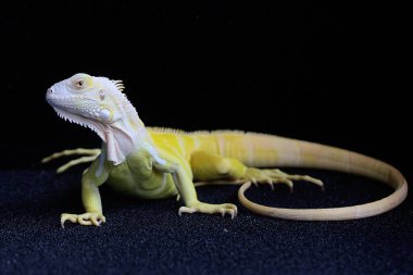 Zarif duruşu olan sarı bir iguana (iguana iguana). Siyah arkaplan üzerine seçici odak.