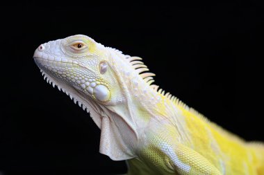Zarif duruşu olan sarı bir iguana (iguana iguana). Siyah arkaplan üzerine seçici odak.