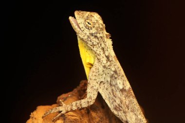 Uçan bir ejderha günlük aktivitelerine başlamadan önce güneşleniyor. Bir ağaçtan diğerine kayarak hareket eden bu sürüngenin bilimsel adı Draco Volans 'dır..