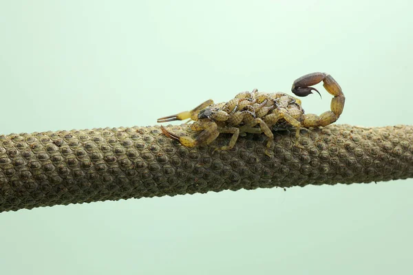 Mother Chinese Swimming Scorpion Holds Her Babies Protect Them Predators — Fotografia de Stock