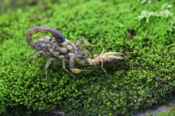 Mother Chinese Swimming Scorpion Holds Her Babies Protect Them Predators — ストック写真