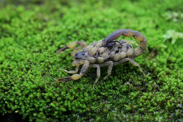 Mother Chinese Swimming Scorpion Holds Her Babies Protect Them Predators — 图库照片