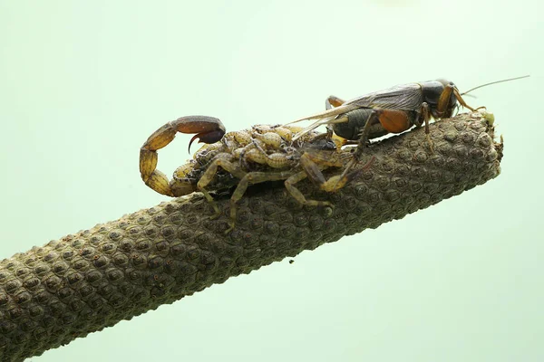 Mother Chinese Swimming Scorpion Holds Her Babies Protect Them Predators — Photo
