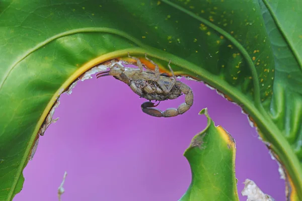 Mother Chinese Swimming Scorpion Holds Her Babies Protect Them Predators — Φωτογραφία Αρχείου