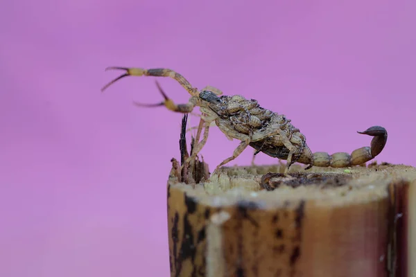 Mother Chinese Swimming Scorpion Holds Her Babies Protect Them Predators — Photo