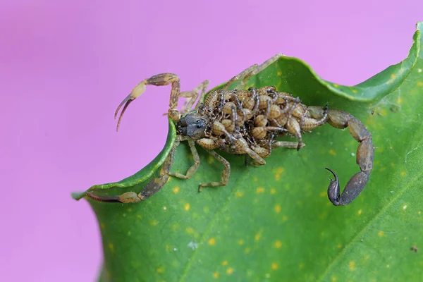 Une Mère Scorpion Nageuse Chinoise Tient Ses Bébés Pour Les — Photo