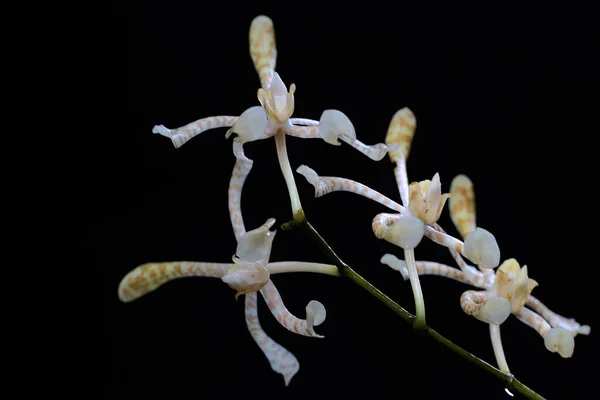 Arreglo Floral Orquídea Escorpión Plena Floración Sobre Fondo Negro Esta —  Fotos de Stock