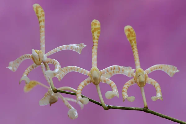 Skorpió Orchidea Virág Elrendezése Teljes Virágban Fekete Háttérrel Ennek Gyönyörű — Stock Fotó