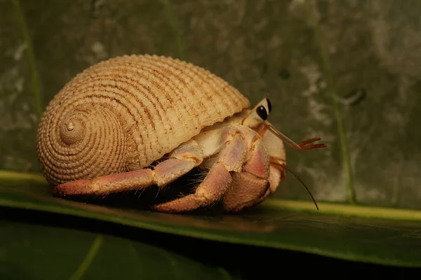 Hermit Crab Walking Slowly Leaves Shelled Animal Has Scientific Name — Stockfoto