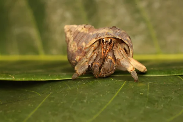 Hermit Crab Walking Slowly Leaves Shelled Animal Has Scientific Name — 图库照片