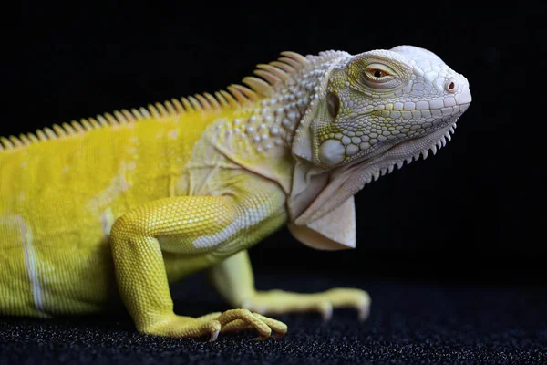 Uma Iguana Amarela Iguana Iguana Com Uma Pose Elegante Foco — Fotografia de Stock