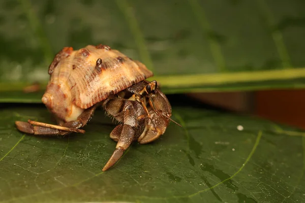 Hermit Crab Walking Slowly Leaves Shelled Animal Has Scientific Name — Stok fotoğraf