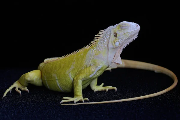 Yellow Iguana Iguana Iguana Elegant Pose Selective Focus Black Background — Zdjęcie stockowe