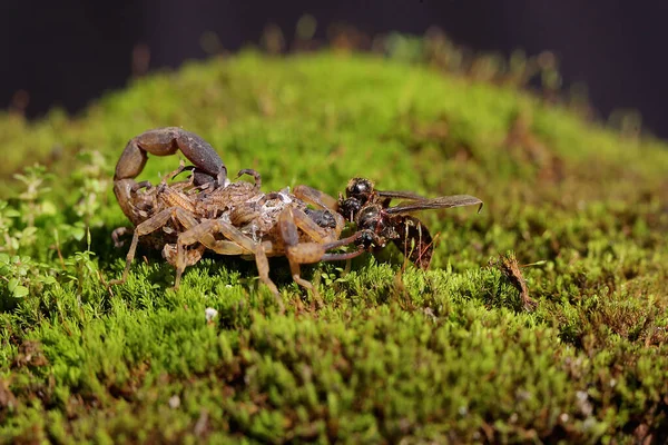 Mother Chinese Swimming Scorpion Holds Her Babies Protect Them Predators — Photo