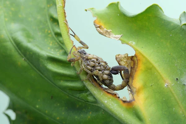 Mother Chinese Swimming Scorpion Holds Her Babies Protect Them Predators — 图库照片