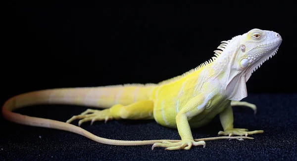 Yellow Iguana Iguana Iguana Elegant Pose Selective Focus Black Background — Fotografia de Stock