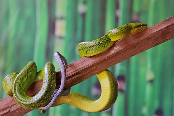 Eine Grüne Rattennatter Ruht Auf Einem Trockenen Ast Dieses Reptil — Stockfoto