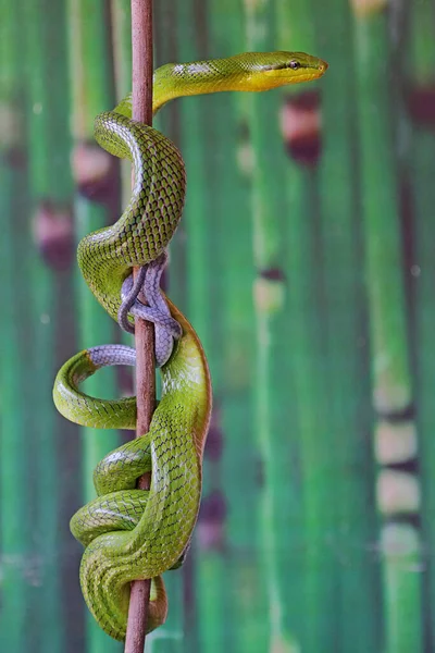 Green Rat Snake Resting Dry Tree Branch Reptile Has Scientific — Φωτογραφία Αρχείου