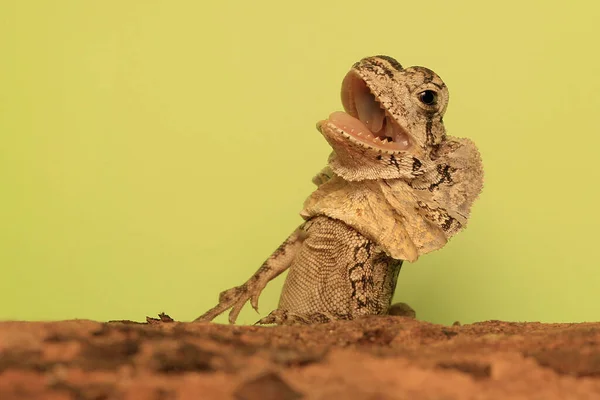 Frilled Dragon Baby Showing Aggressive Behavior Reptile Has Scientific Name — Foto Stock