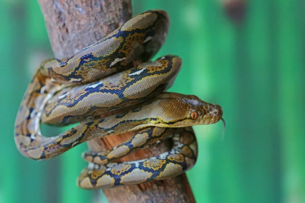 Reticulated Python Basking Dry Tree Trunk Starting Its Daily Activities — 图库照片