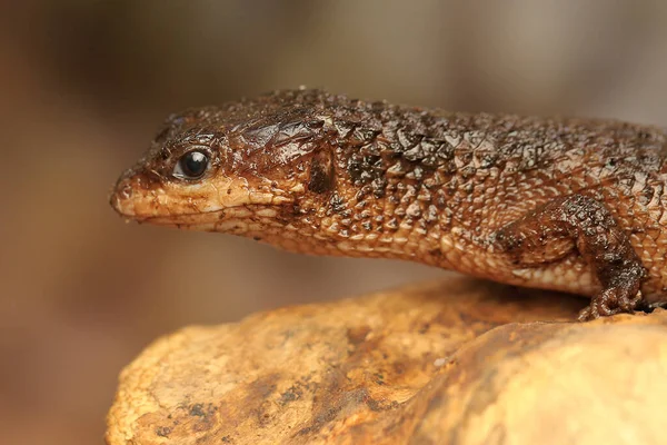 Колючая Водяная Сцинк Сулавеси Tripidophorus Apulus Загорает Сухом Дереве — стоковое фото