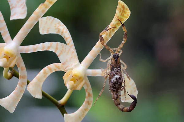 Une Mère Scorpion Nageuse Chinoise Tient Ses Bébés Pour Les — Photo