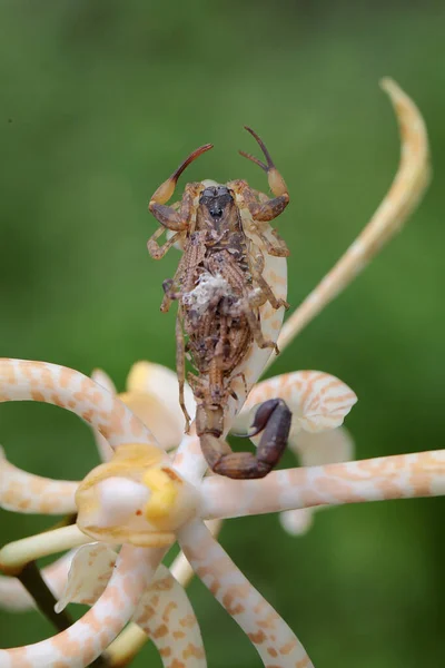 Mother Chinese Swimming Scorpion Holds Her Babies Protect Them Predators — Photo