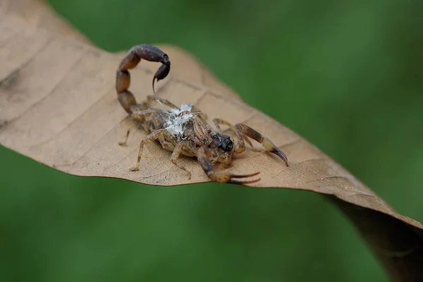 Mother Chinese Swimming Scorpion Holds Her Babies Protect Them Predators — 图库照片