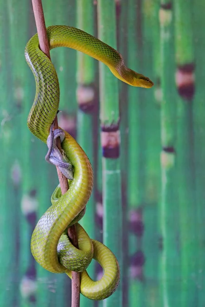 Green Rat Snake Resting Dry Tree Branch Reptile Has Scientific Stock Photo