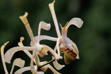 Küçük bir salyangoz akrep orkidesi çiçek aranjmanında yiyecek arıyor. Bu kabuklu hayvanlar çiçek ve taze yaprak yemeyi severler..
