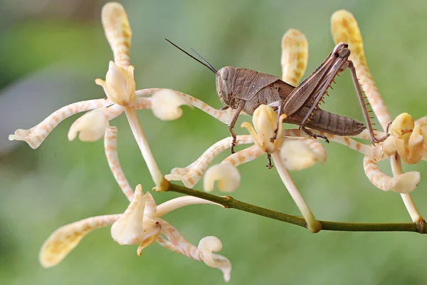 Young Grasshopper Resting Scorpion Orchid Flower Arrangement Insects Eat Flowers — 图库照片