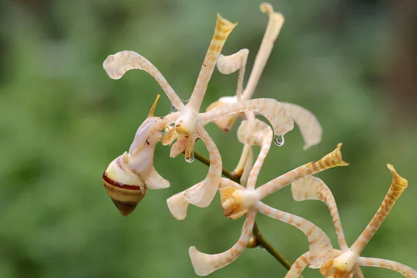 Mały Ślimak Szuka Pożywienia Orchidei Orchidei Kompozycji Kwiatów Skorupiaki Lubią — Zdjęcie stockowe