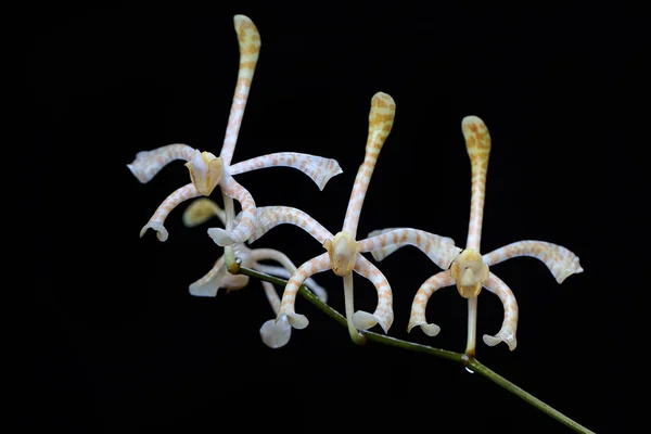Scorpion Orchid Flower Arrangement Full Bloom Black Background Beautiful Orchid — Stock Fotó