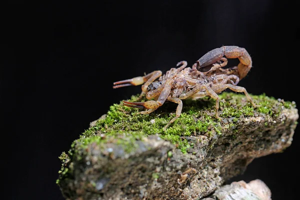 Mother Chinese Swimming Scorpion Holds Her Babies Protect Them Predators — ストック写真