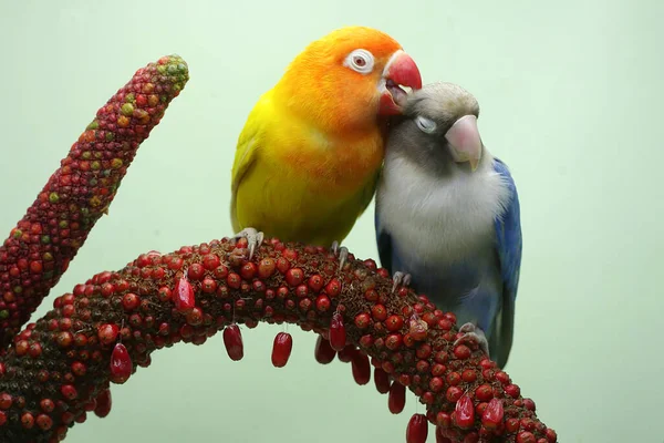 Pair Lovebirds Perched Weft Anthurium Flower Bird Which Used Symbol — Stock Photo, Image