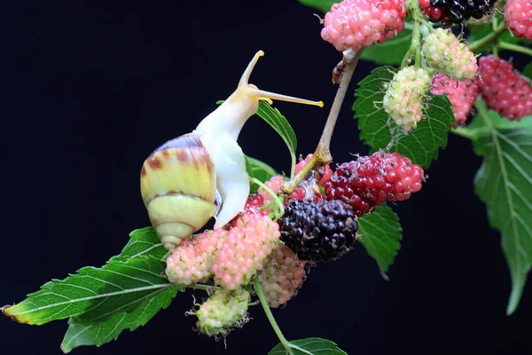 A small snail is looking for food on a branch of a fruiting mulberry tree. This mollusk likes to eat fruit, flowers and young leaves.